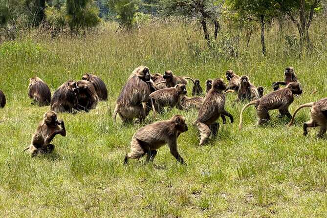 1-Day Tour Old bridge, Monastery,water falls Wildlife,Birds, - The drive north: Mount Entotot to Ethiopia’s river country