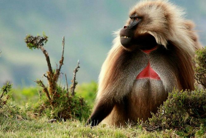10 Days in Northern Ethiopia Tours - Key Highlights You’ll Care About