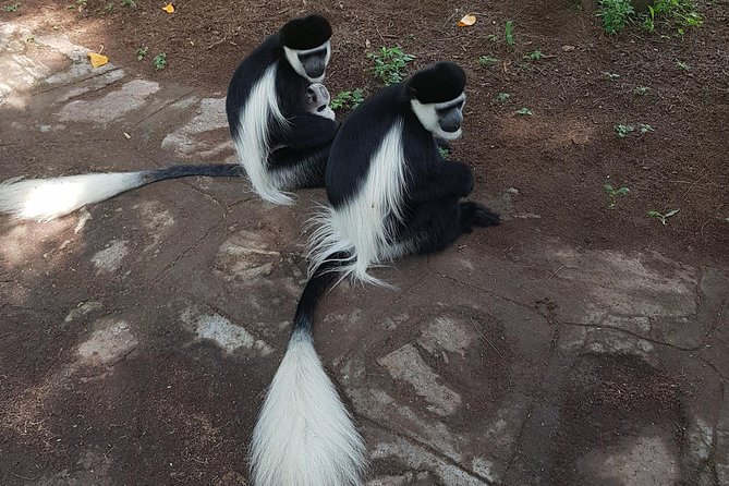 2 Days Ethiopian Rift Valley Lakes Tour from Addis Ababa - Shashemene: the Jamaican Rastafarian community connection