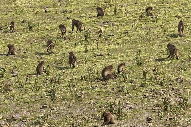 2 Days Simien Mountains Trekking - Price and value: what $295 buys you in the real world