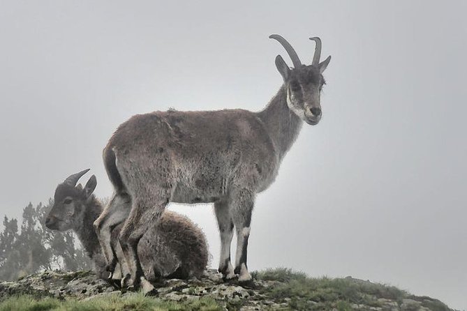 2 Days Simien Mountains Trekking - Who this trek is best for, and who should reconsider