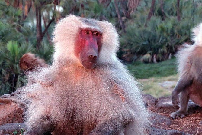 2 Days Wildlife Safari to Awash National Park - Key things that make this safari click