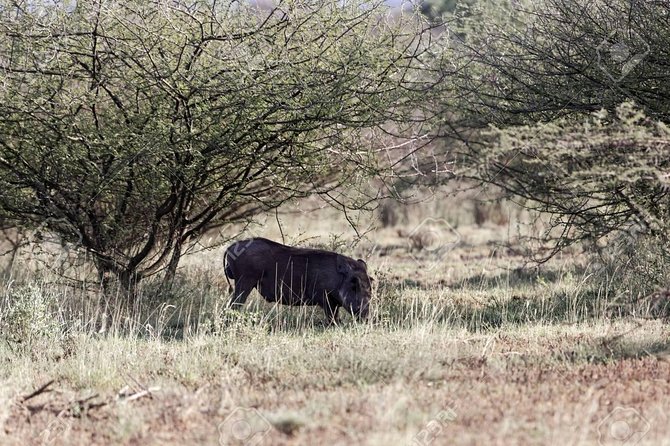 2 Days Wildlife Safari to Awash National Park - How the 2-day Awash route works from Addis