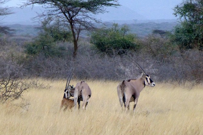 2 Days Wildlife Safari to Awash National Park - Day 2 morning game drive, plus a hot springs reset