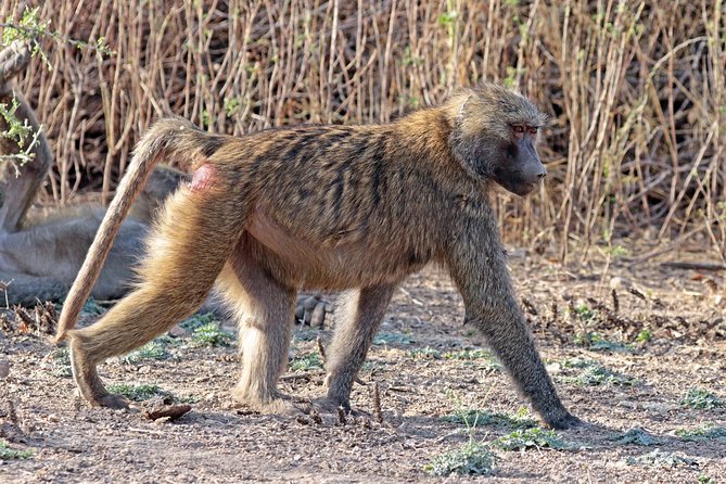 2 Days Wildlife Safari to Awash National Park - Food, drinks, and what to plan for