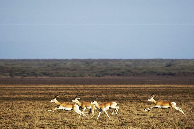 2 Days Wildlife Safari to Awash National Park - Price and value, is $358.98 worth it?