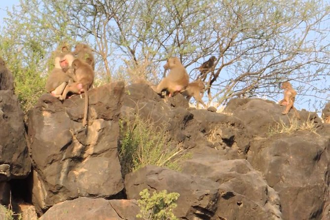 2 Days Wildlife Safari to Awash National Park - Group size, guides, and the feel of the experience