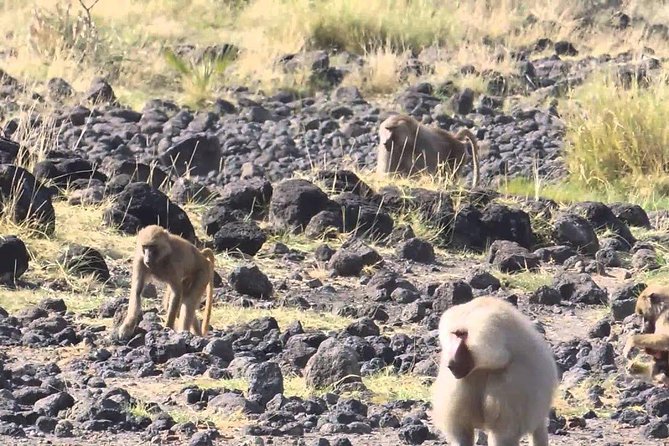 2 Days Wildlife Safari to Awash National Park - The real caution: security changes and schedule mismatches