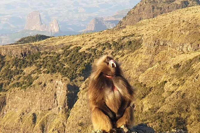 2 Nights 3 Days Trek to Semien Mountain - Key Points to Know Before You Go
