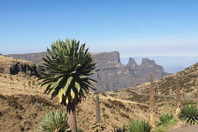 2 Nights 3 Days Trek to Semien Mountain - Who Should Book This Simien Trek (And Who Might Want Another Option)