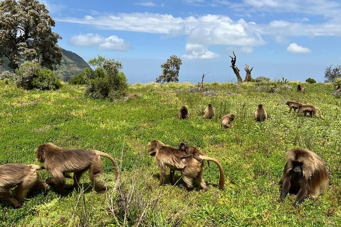 3 Day Simien Mountains Tours - Simien Mountains National Park is about altitude, wildlife, and sheer scale