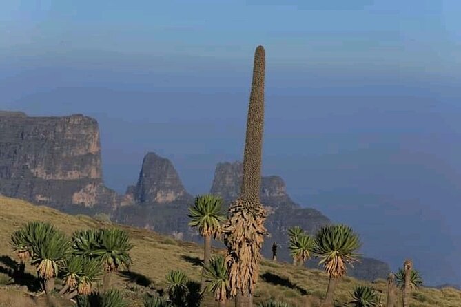 3 Day Simien Mountains Tours - Day 3: Imet Gogo at 3925 m, giant lobelia, and big-sky birds