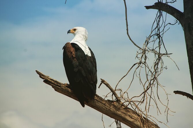 3 Days, Arba Minch, Dorze village and Konso Village - Nech Sar forty springs forest walk and Lake Chamo boat wildlife spotting