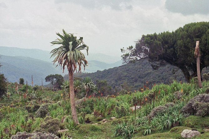 3 Days Bale Mountains Trekking - Key things I’d circle before you book