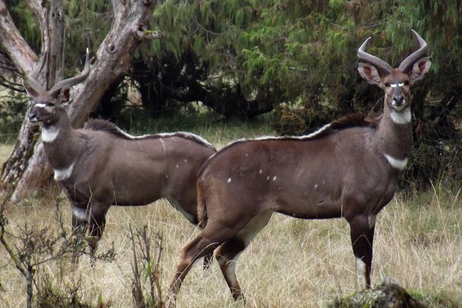 3 Days Bale Mountains Trekking - Bale Mountains in three days: why this trek feels special