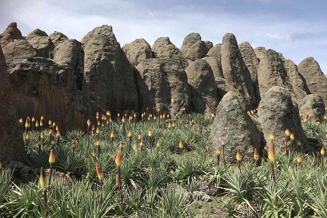 3 Days Bale Mountains Trekking - Day 2: Sanetti Plateau at 4,000m, Ethiopian Wolf chances, and Tullu Deemtu to Harenna