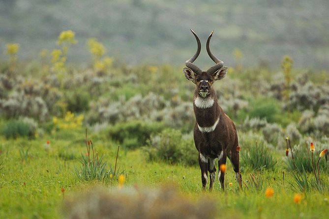 3 Days Bale Mountains Trekking - Day 3: a short Bale Mountains hike, then return to Addis Ababa
