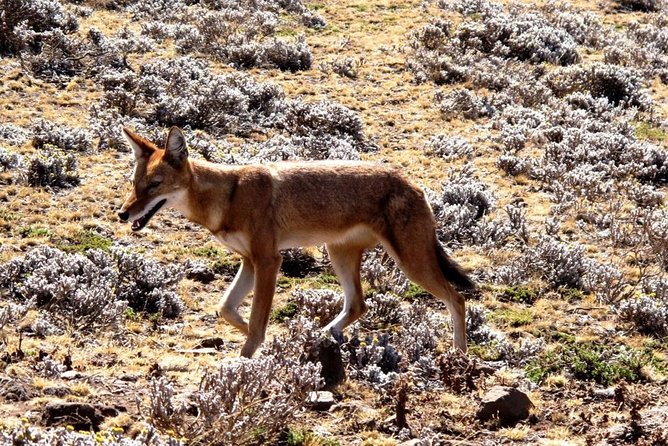 3 Days Bale Mountains Trekking - The guide and group size factor you should not ignore