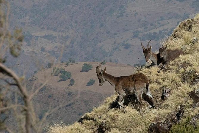 3 Days Simien Mountains Trekking - What the $387 covers, and whether that feels fair for Simien trekking