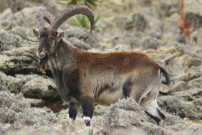 3 Days Simien Mountains Trekking - Wildlife and plants: what you can realistically look for