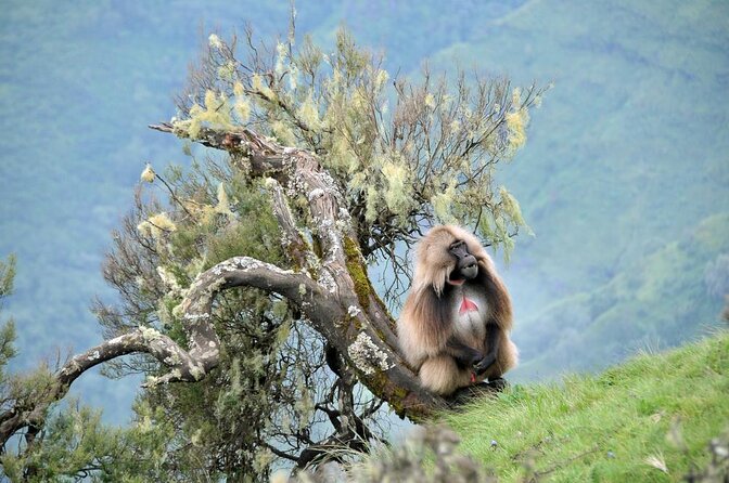 3 Days Simien Mountains Trekking - Getting from Gondar to the Park: permits, scouts, and an early start