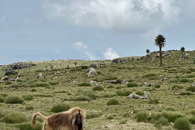 5-Day Northern Ethiopia Tour : 3D Simien Mountains Trek & Axum. - Day 2 in Shire: a quick reality check of Ethiopia today