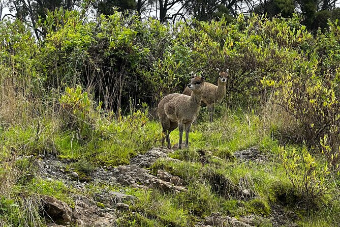 5-Day Northern Ethiopia Tour : 3D Simien Mountains Trek & Axum. - Sankober to Geech: Wazla River valley, Jinbar waterfalls, and an actual river crossing