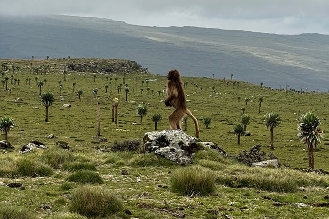 5-Day Northern Ethiopia Tour : 3D Simien Mountains Trek & Axum. - Geech to Chenek plus Imet Gogo at 3926m: the highlight view day