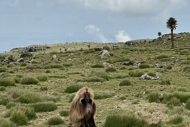 5-Day Northern Ethiopia Tour : 3D Simien Mountains Trek & Axum. - Church of Our Lady Mary of Zion: where archaeology meets living tradition