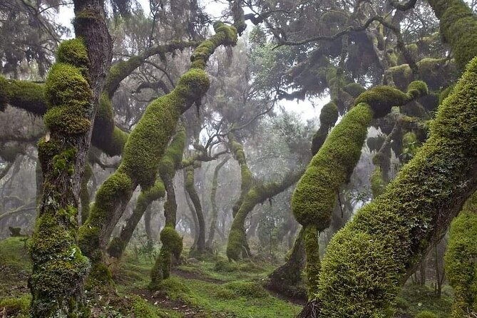 6 Days Bale Mountains Trekking - Key highlights you should care about
