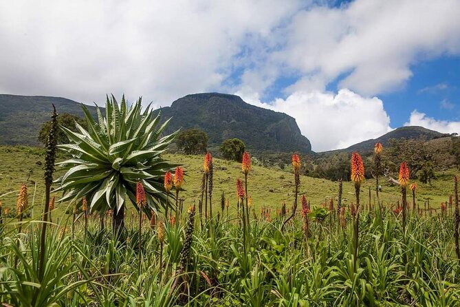 6 Days Bale Mountains Trekking - Bale Mountains trekking that feels more like real wilderness than a checklist