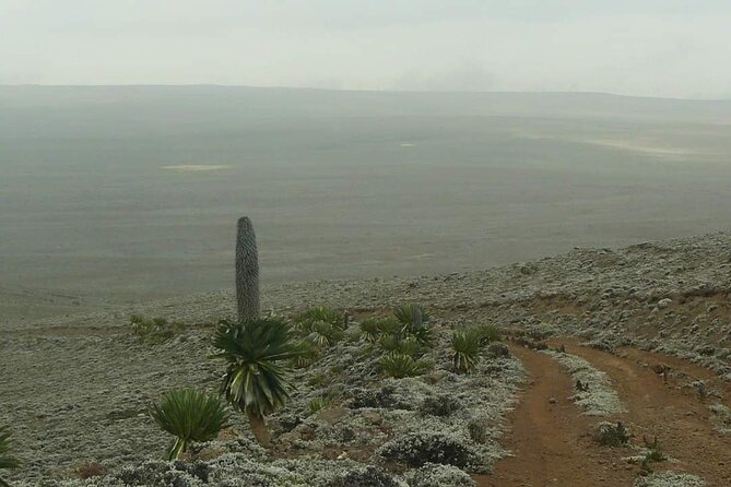 6 Days Bale Mountains Trekking - Day 3 through Mararo Valley: eagles, verros, and more wolf odds
