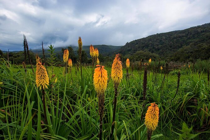 6 Days Bale Mountains Trekking - Price and value: what $488 includes, and what you should budget for