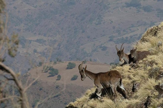 6 Days tour Package (Simien Mountains, Lalibela, and Danakil Depression) - What the inclusions really mean for your time and sanity