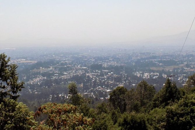Addis Ababa City Tour - Entoto Viewpoint: Eucalyptus air and city panoramas
