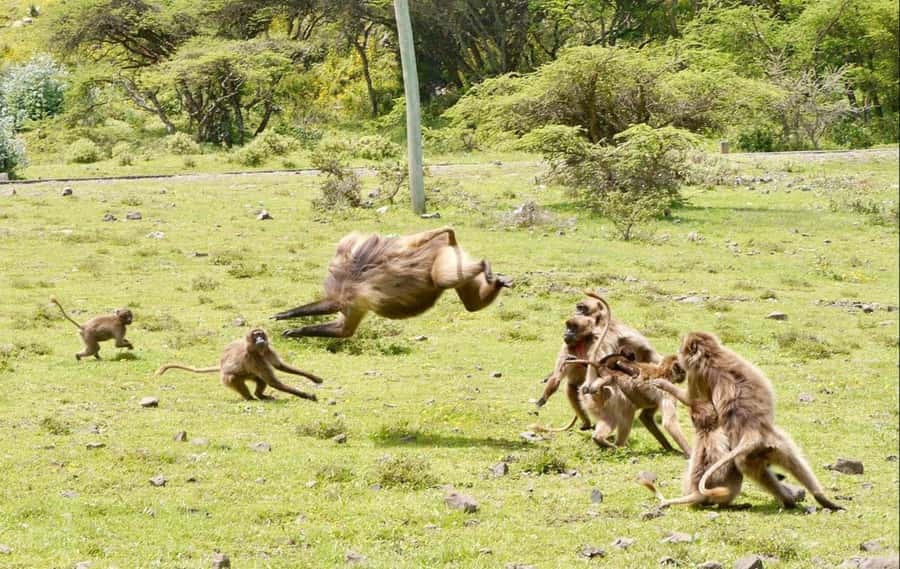 Addis Ababa: Debre Libanos, Blue Nile Gorge, and Cave Tour - Guide and driver quality, the part you feel most
