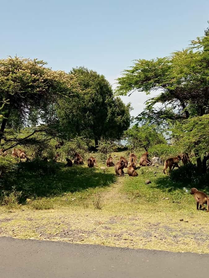 Addis Ababa: Debre Libanos, Blue Nile Gorge, and Cave Tour - Entoto Hill at 3,300 meters, plus the St. Maryam and St. Raguel stops