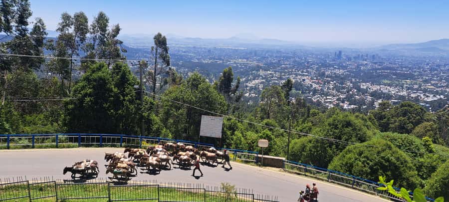 Addis Ababa Essentials: Flexible Full-Day City Sightseeing - National Museum of Ethiopia, Where Lucy Lands Hard
