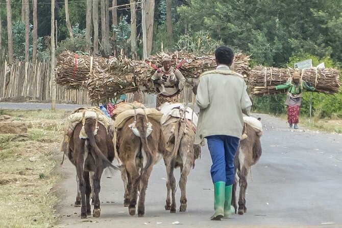 Addis Ababa +Mount Entoto View Point,Museums Palace Market Tours - Mount Entoto Hill: Emperor Menelik II’s High Ground and the Optional Park Fee