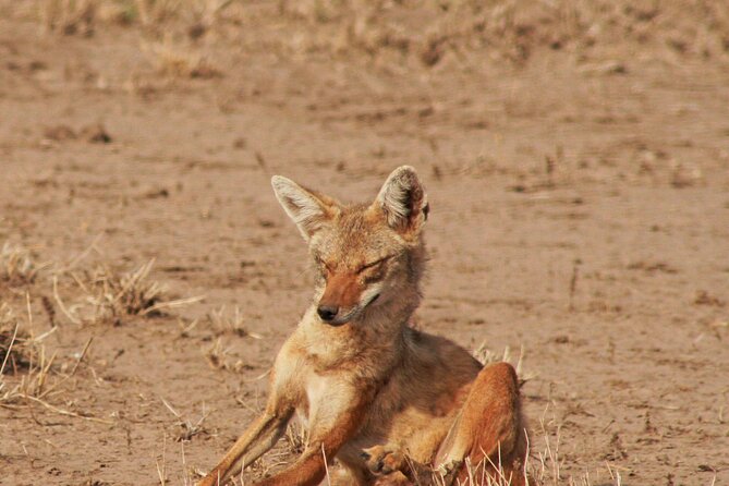 Awash National Park Tours - The Evening Game Drive: What You Can Actually Hope To See