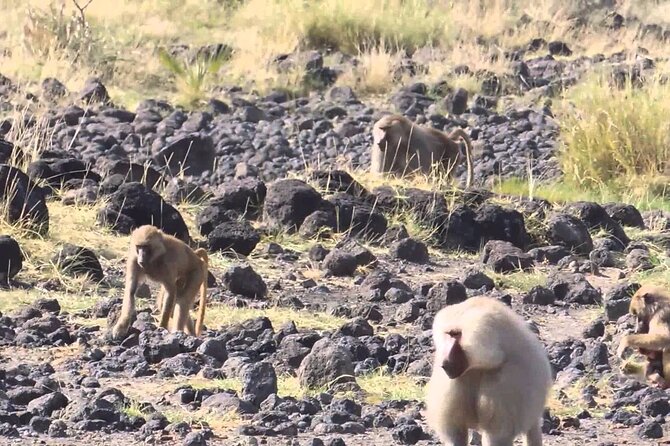 Awash National Park Tours - Price and Logistics: Is $400 Good Value?