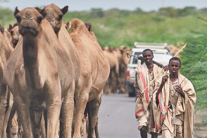Awash National Park Tours - Who This Private Tour Fits Best