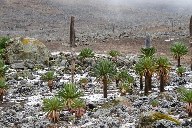 Bale Mountains National Park – 5 Day Tour - Bale Mountains trekking in 5 days: what you’re really signing up for