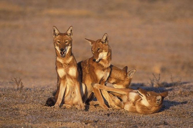 Bale Mountains National Park – 5 Day Tour - From Addis Ababa to Dinsho: the drive has wildlife value