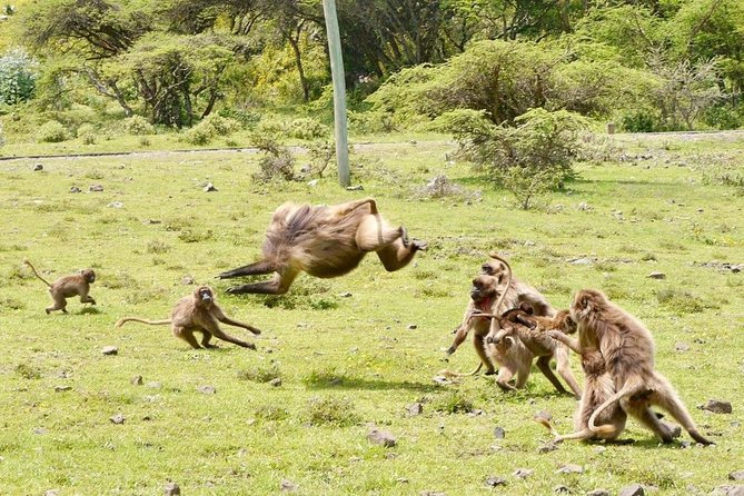 Breathtaking Nature, Wildlife and Cave Church Tour - Free Pickups - Why Entoto beats another Addis day