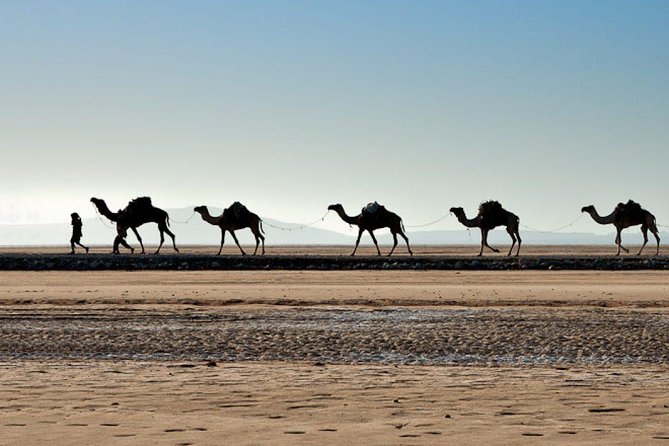 Danakil Depression and Lalibela 5 Days Tours - Ahmed Ella to Salt Lake Asale: Afar life, lava leftovers, and a sunset swim