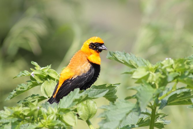 Day Hike Around Lalibela - Wildlife watching on the trail: gelada baboons, birds, and hyraxes