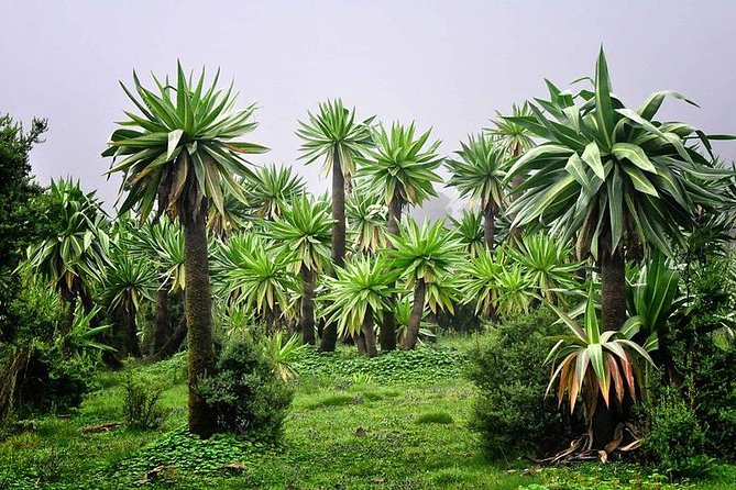 Day trek to Simeien Mountains - Private Tour Value: Is $250 Per Person Worth It?