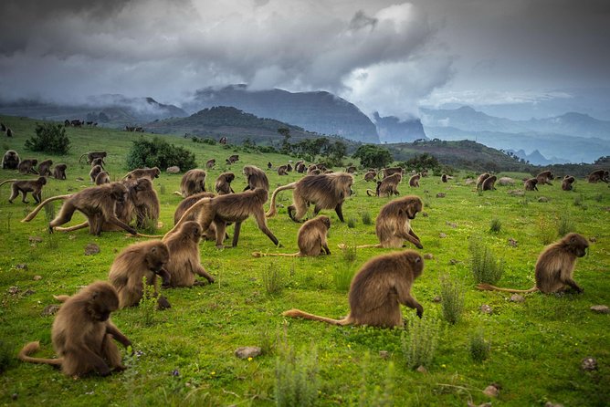 Day trek to Simien Mountain - Getting to Buit Ras: the gateway to the viewpoint trek