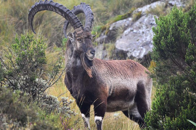 Day trek to Simien Mountain - Professional guide, scout, and security: the value of being “inside the system”